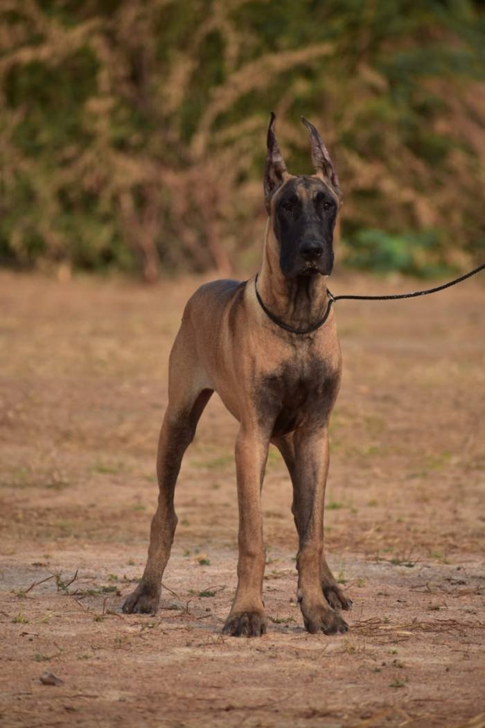 DogsIndia.com - Great Dane - Balken Kennels