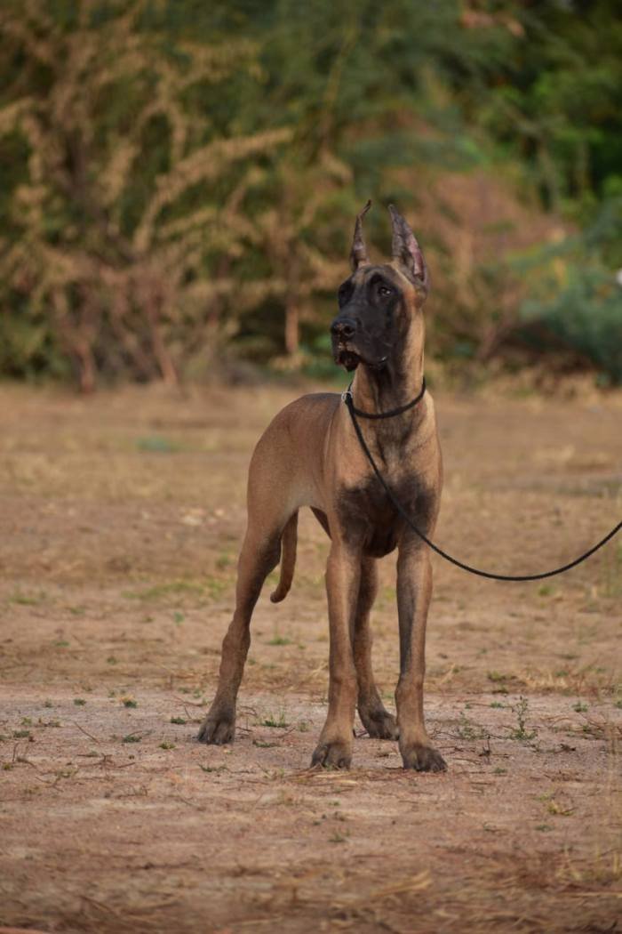 DogsIndia.com - Great Dane - Balken Kennels