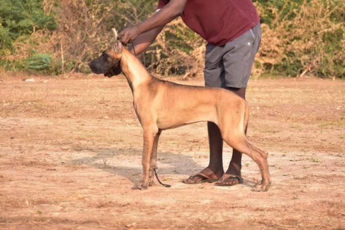 DogsIndia.com - Great Dane - Balken Kennels