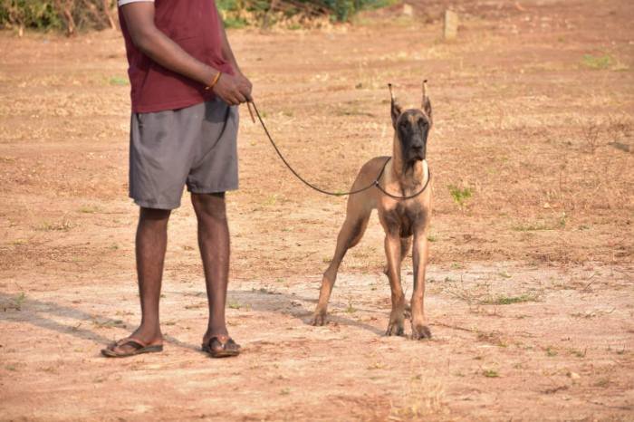 DogsIndia.com - Great Dane - Balken Kennels