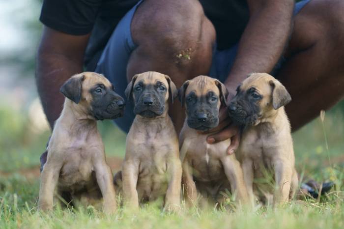 DogsIndia.com - Great Dane - Balken Kennels