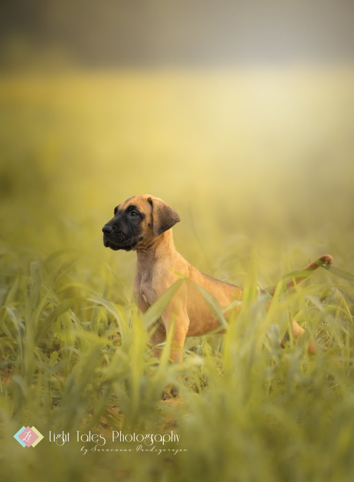 DogsIndia.com - Great Dane - Balken Kennels