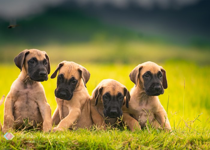 DogsIndia.com - Great Dane - Balken Kennels