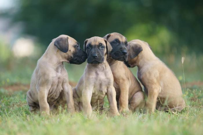 DogsIndia.com - Great Dane - Balken Kennels