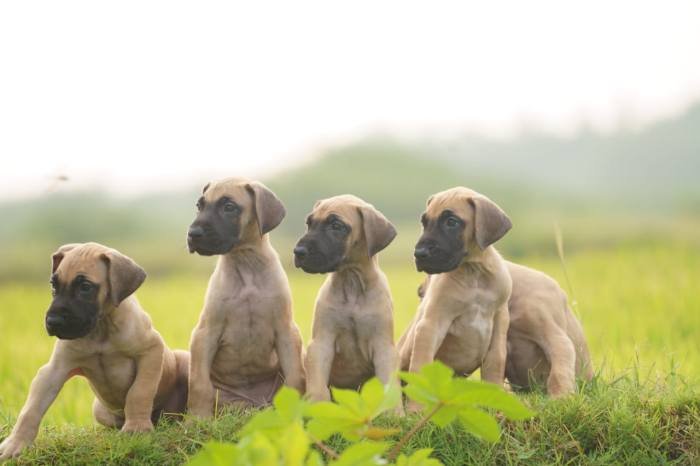 DogsIndia.com - Great Dane - Balken Kennels