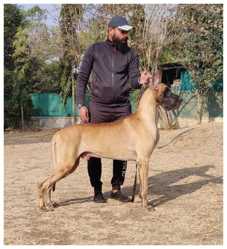 DogsIndia.com - Great Dane - Balken Kennels