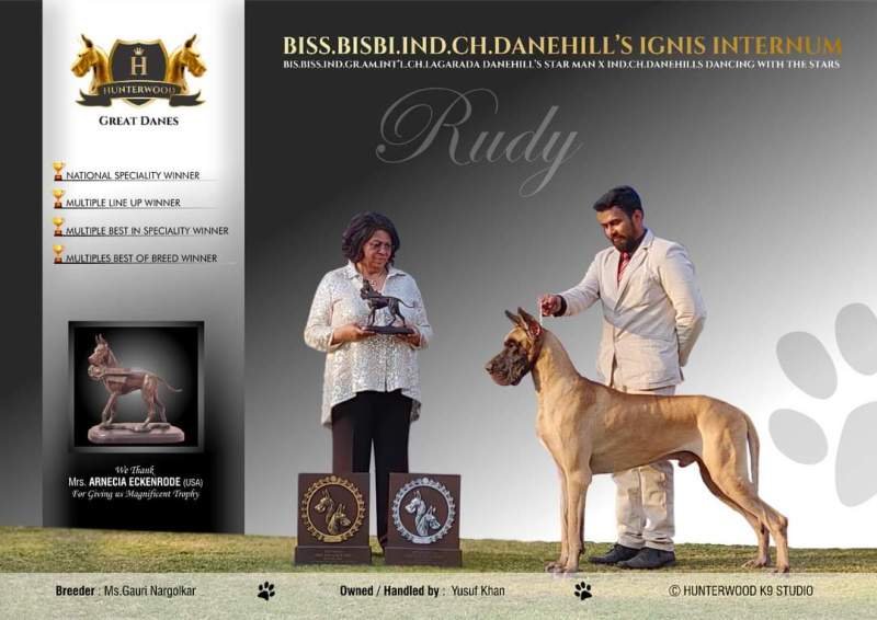 DogsIndia.com - Great Dane - Balken Kennels