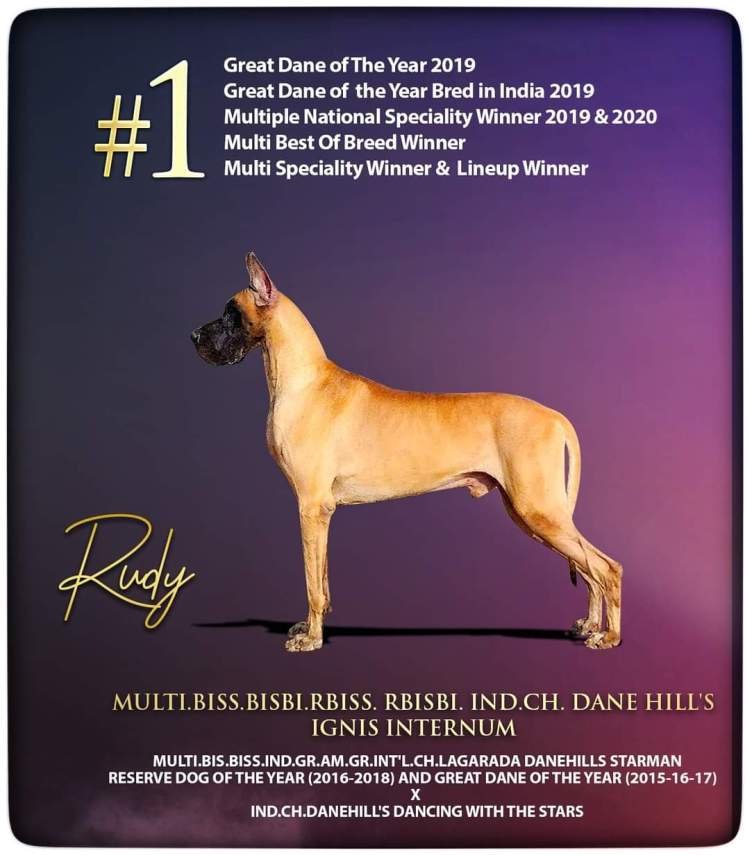 DogsIndia.com - Great Dane - Balken Kennels