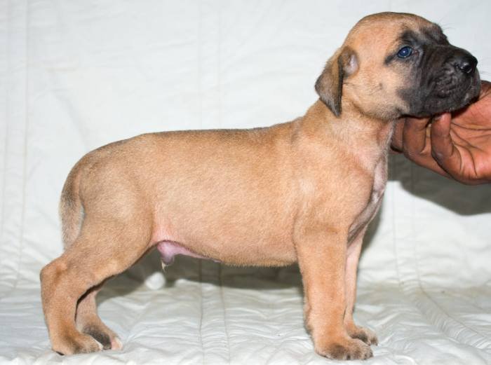 DogsIndia.com - Great Dane - Balken Kennels