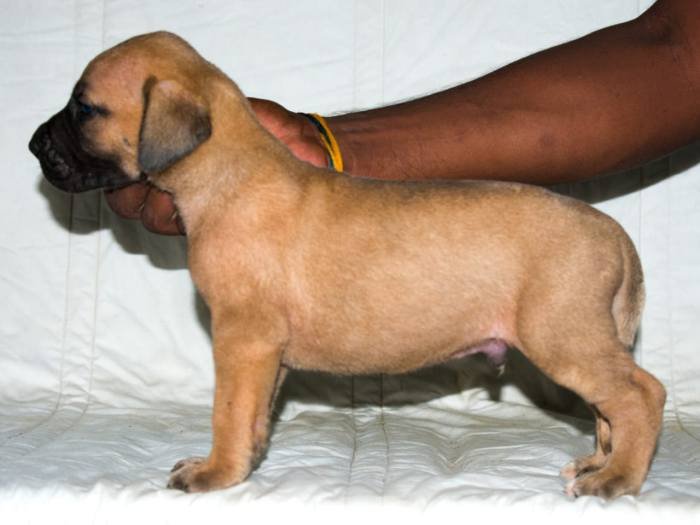DogsIndia.com - Great Dane - Balken Kennels