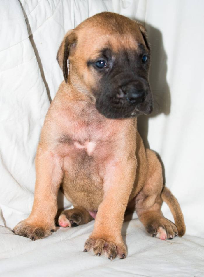 DogsIndia.com - Great Dane - Balken Kennels
