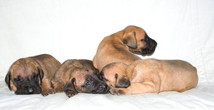DogsIndia.com - Great Dane - Balken Kennels