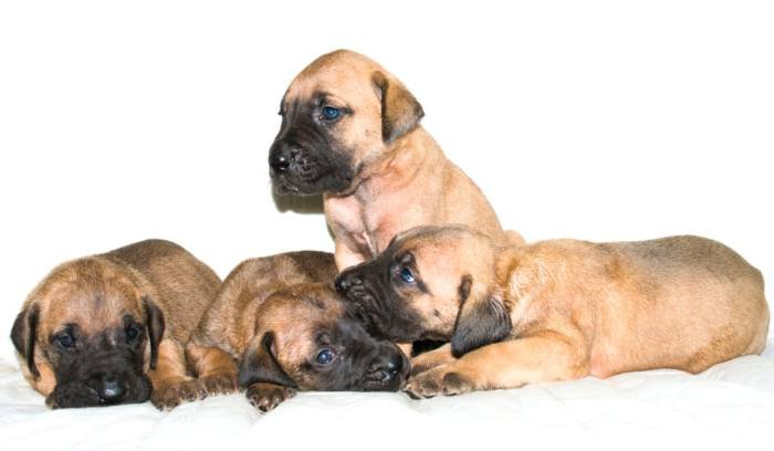 DogsIndia.com - Great Dane - Balken Kennels