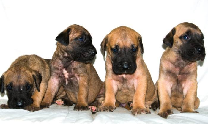 DogsIndia.com - Great Dane - Balken Kennels