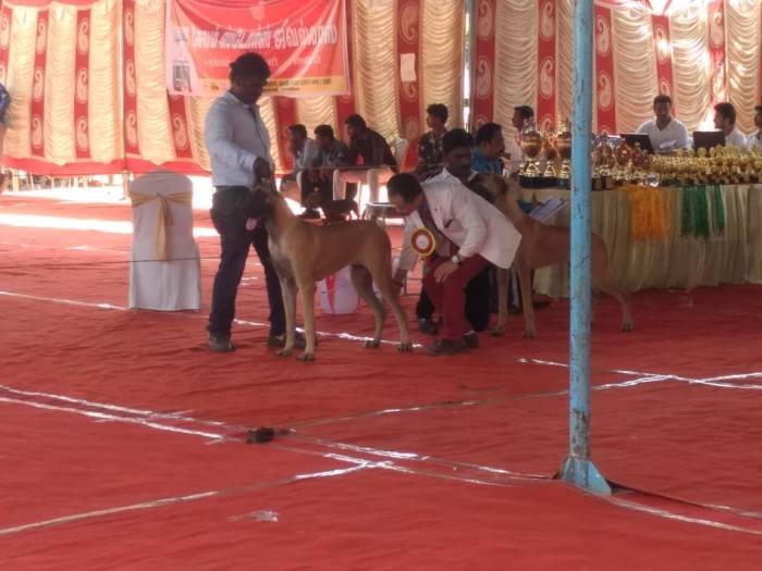 DogsIndia.com - Great Dane - Balken Kennels