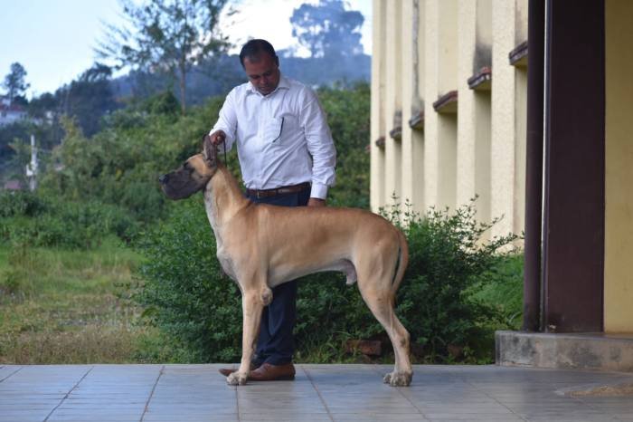 DogsIndia.com - Great Dane - Balken Kennels