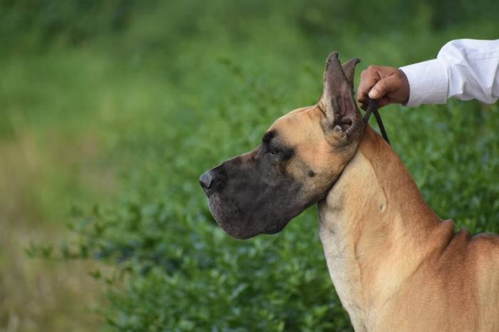 DogsIndia.com - Great Dane - Balken Kennels