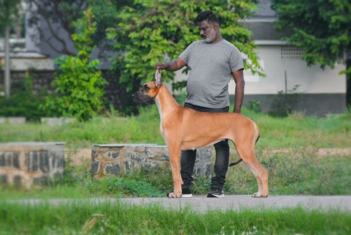 DogsIndia.com - Great Dane - Big Ben - Sharma Ramesh