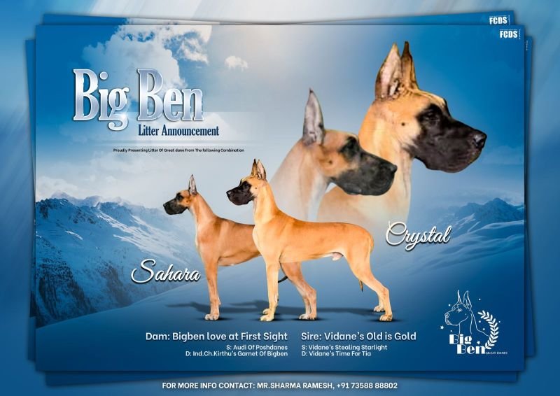 DogsIndia.com - Great Dane - Big Ben - Sharma Ramesh