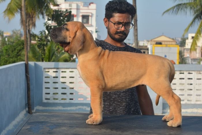 DogsIndia.com - Great Dane - Big Ben - Sharma Ramesh