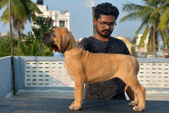 DogsIndia.com - Great Dane - Big Ben - Sharma Ramesh