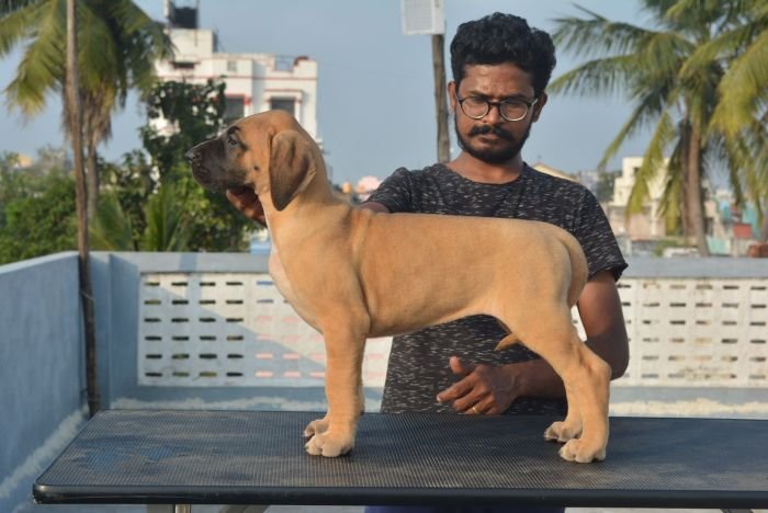 DogsIndia.com - Great Dane - Big Ben - Sharma Ramesh