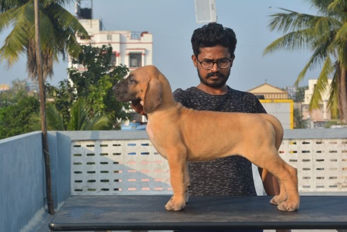 DogsIndia.com - Great Dane - Big Ben - Sharma Ramesh