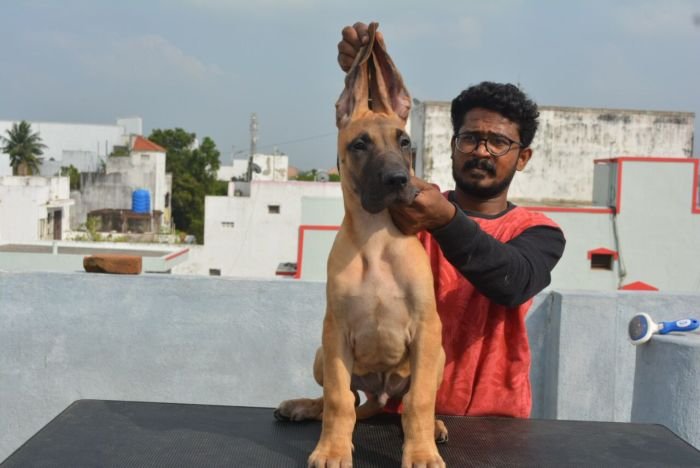 DogsIndia.com - Great Dane - Big Ben - Sharma Ramesh