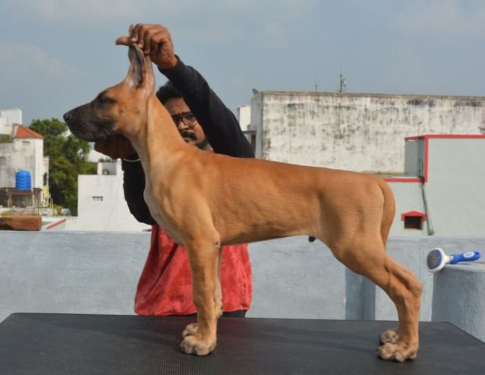 DogsIndia.com - Great Dane - Big Ben - Sharma Ramesh