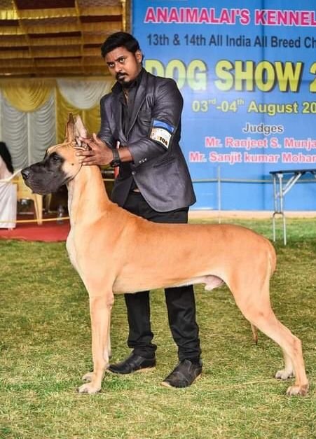 DogsIndia.com - Great Dane - Big Ben - Sharma Ramesh