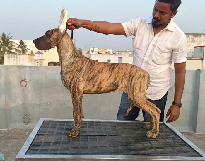 DogsIndia.com - Great Dane - Bigben