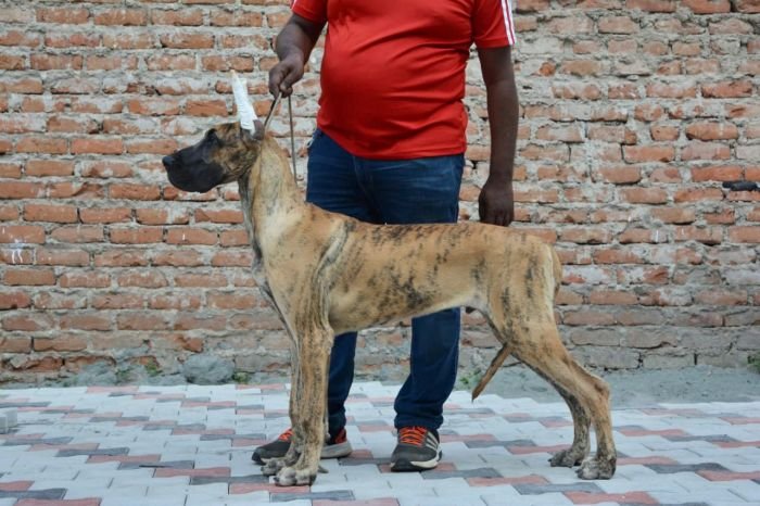 DogsIndia.com  Great Dane  Bigben