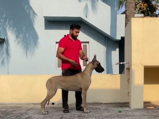 DogsIndia.com - Great Dane - John 