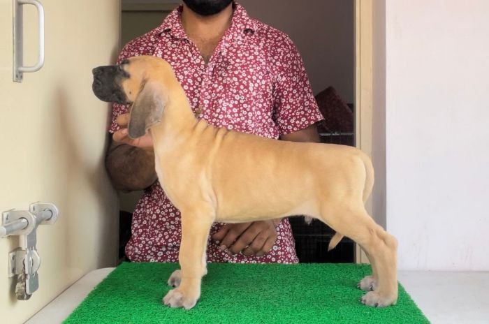 DogsIndia.com - Great Dane - John 