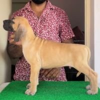 DogsIndia.com - Great Dane - John