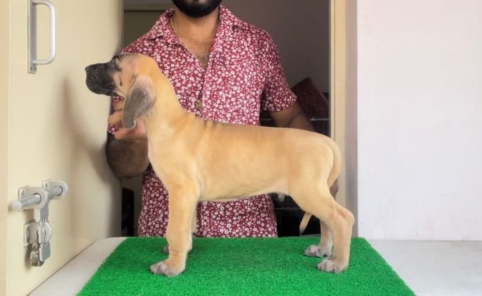 DogsIndia.com - Great Dane - John 