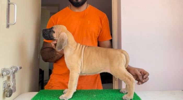 DogsIndia.com - Great Dane - John 