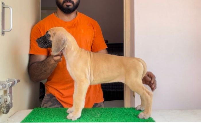 DogsIndia.com - Great Dane - John 