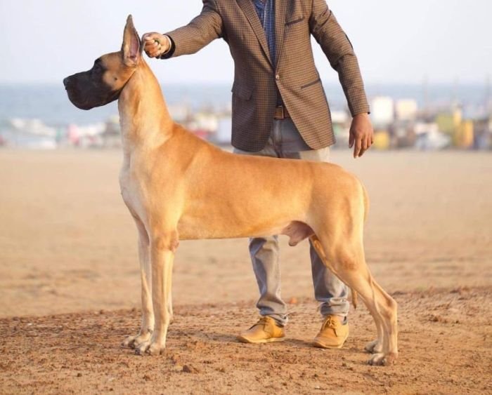 DogsIndia.com - Great Dane - John 