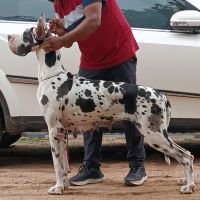DogsIndia.com - Great Dane - Mahesh