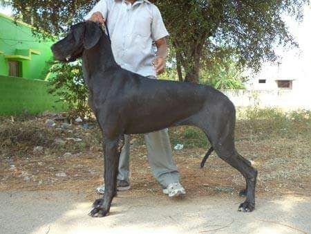 DogsIndia.com - Great Dane - Manikandan