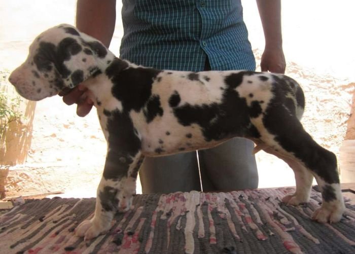 DogsIndia.com - Great Dane - Manikandan