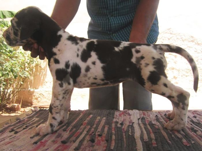 DogsIndia.com - Great Dane - Manikandan
