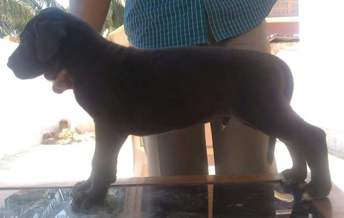 DogsIndia.com - Great Dane - Manikandan