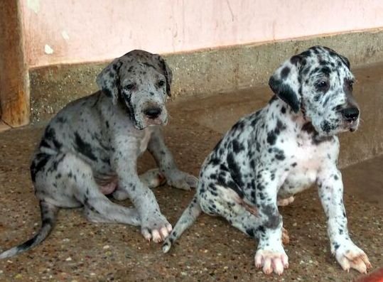 DogsIndia.com - Great Dane - Manikandan