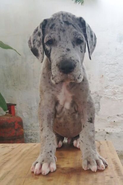 DogsIndia.com - Great Dane - Manikandan