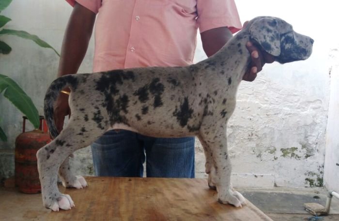 DogsIndia.com - Great Dane - Manikandan
