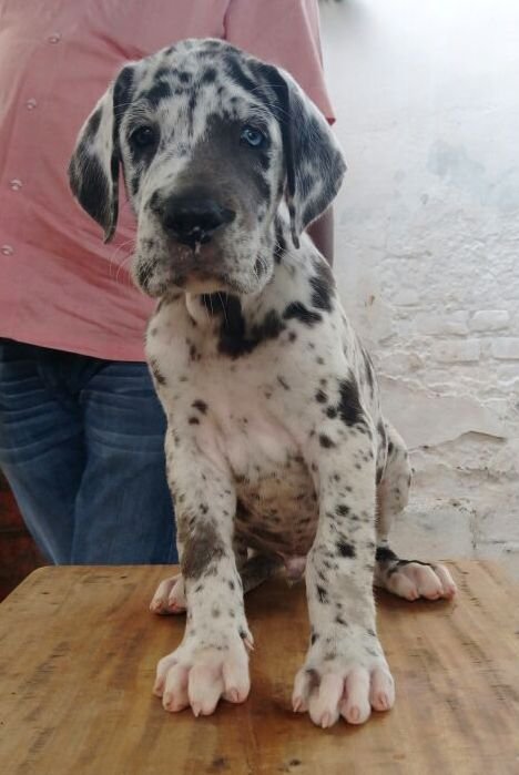 DogsIndia.com - Great Dane - Manikandan