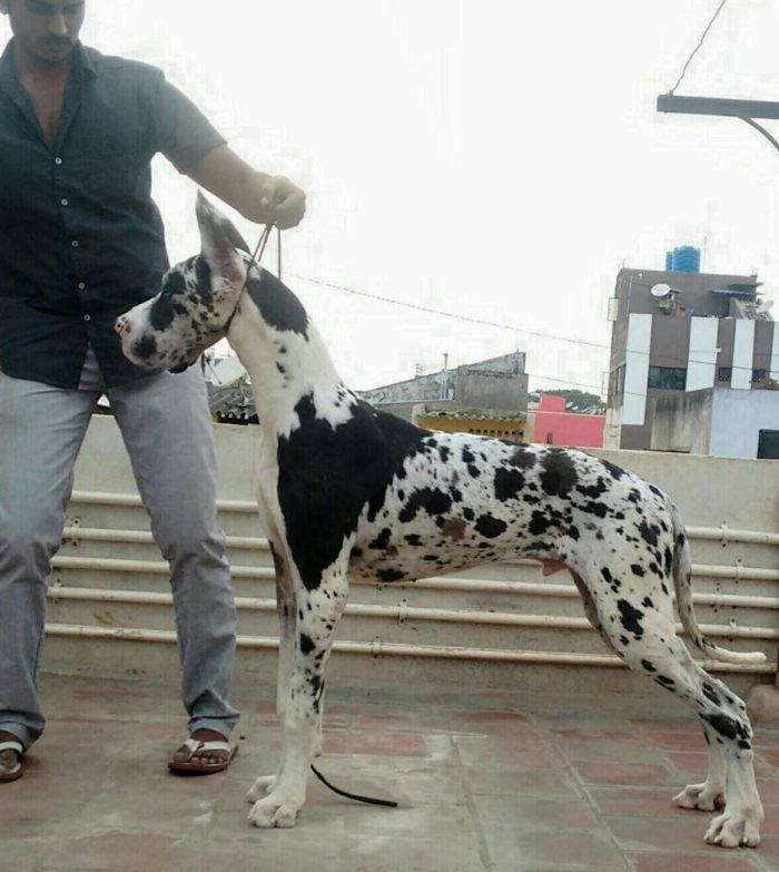 DogsIndia.com - Great Dane - Manikandan
