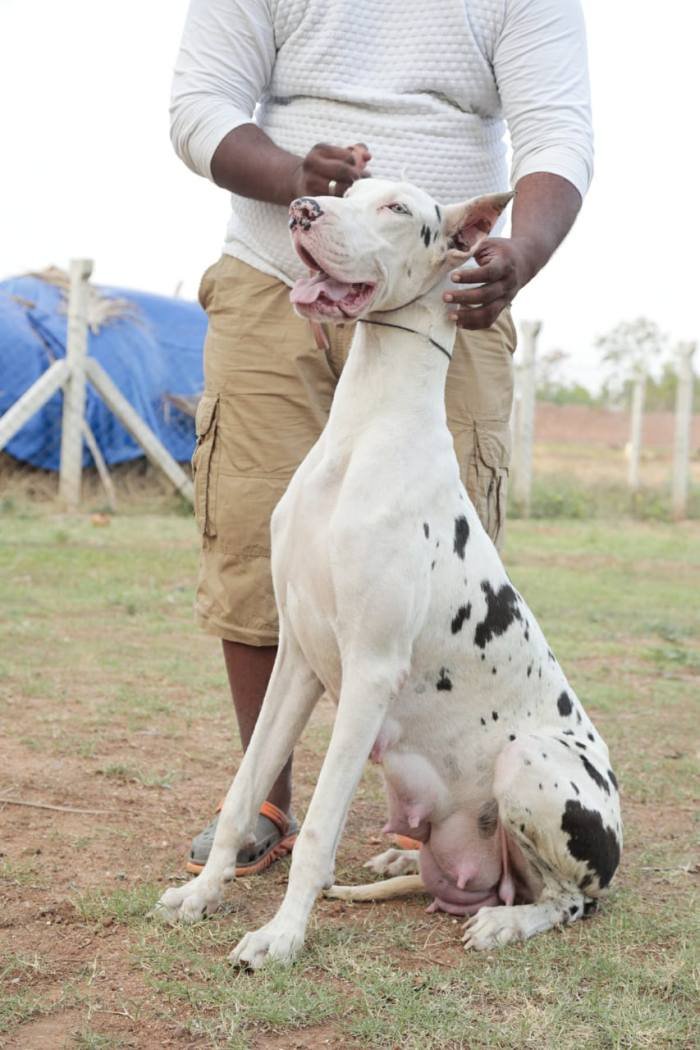 DogsIndia.com - Great Dane - Mayaa's Kennels